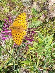 Argynnis adippe