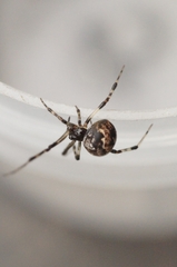 Parasteatoda tabulata