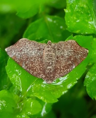 Achrosis rondelaria