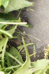 Parasteatoda tabulata