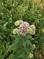 Eupatorium cannabinum