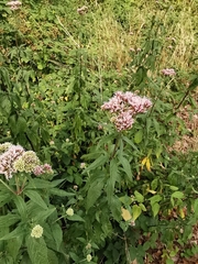 Eupatorium cannabinum
