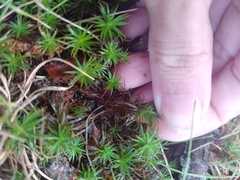 Polytrichum
