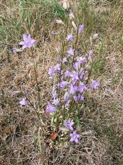 Campanula rapunculus