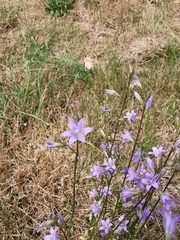 Campanula rapunculus