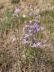 Campanula rapunculus