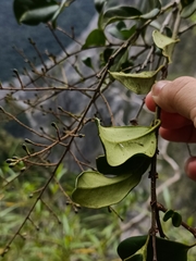 Ligustrum liukiuense