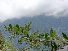 Ligustrum liukiuense
