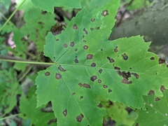 Cristulariella depraedans