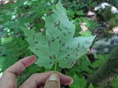 Cristulariella depraedans