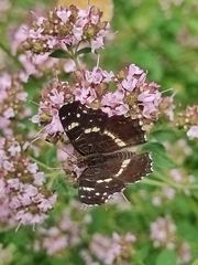 Araschnia levana