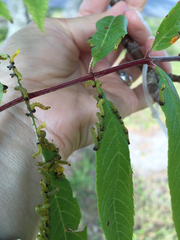 Pristiphora geniculata