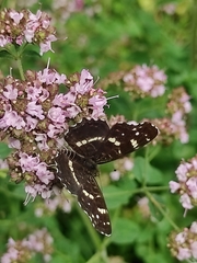 Araschnia levana
