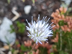 Jasione laevis