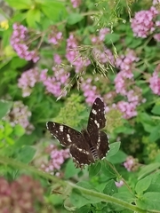 Araschnia levana