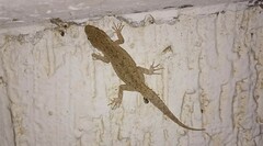 Mediodactylus russowii