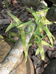 Dioscorea japonica