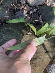 Dioscorea japonica