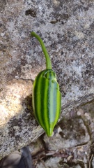 Cionosicys macranthus