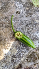 Cionosicys macranthus