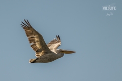 Pelecanus crispus
