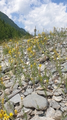 Linaria angustissima