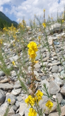 Linaria angustissima