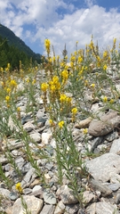 Linaria angustissima