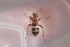 Tollius curtulus