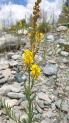 Linaria angustissima