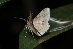 Calletaera subexpressa