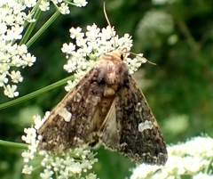 Melanchra persicariae