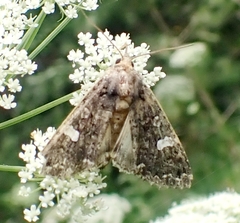Melanchra persicariae