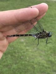 Somatochlora cingulata