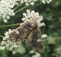 Melanchra persicariae