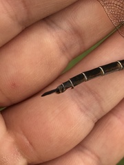 Somatochlora cingulata