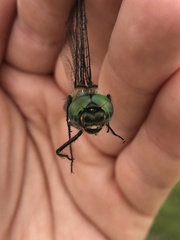 Somatochlora cingulata