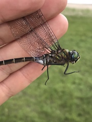 Somatochlora cingulata