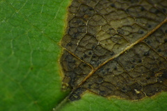 Cristulariella depraedans
