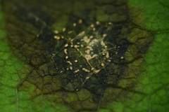 Cristulariella depraedans