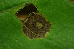 Cristulariella depraedans