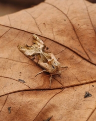 Phlogophora meticulosa