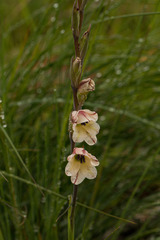 Gladiolus exiguus