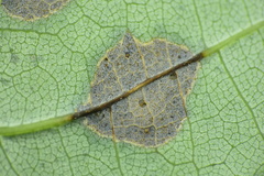 Cristulariella depraedans