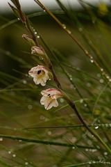 Gladiolus exiguus
