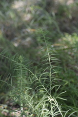 Galatella biflora