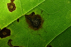 Cristulariella depraedans