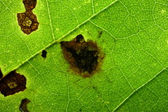 Cristulariella depraedans