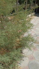 Tamarix