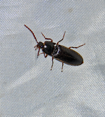 Hemicrepidius nemnonius